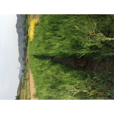 山西供應國槐，龍爪槐