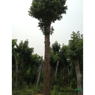 白蠟、柳樹、木瓜、木槿、白皮松、油松、國槐