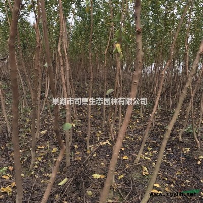 巢湖晚櫻，黃山欒樹(shù)，紅楓，羽毛楓，金葉雞爪槭