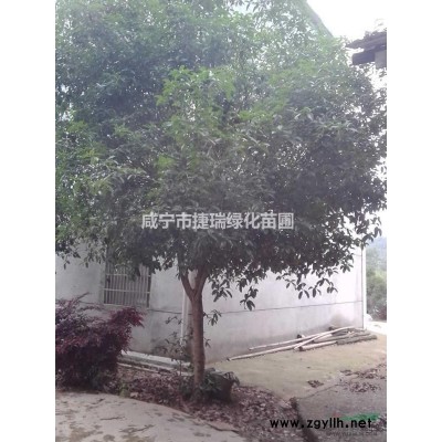 湖北欒樹 黃山欒樹價格 咸寧黃山欒樹 咸寧欒樹
