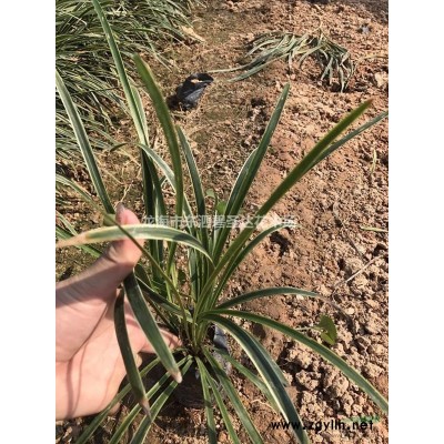 福建漳州臺灣欒樹基地各種規格大量批發供應 自家貨源，無中介