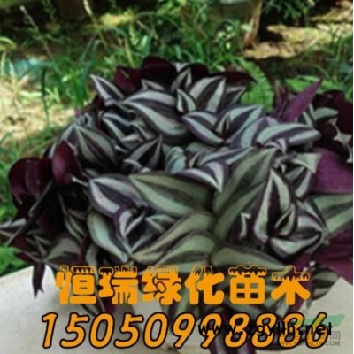 欒樹價格 欒樹產地 欒樹苗木基地 欒樹圖片欒樹苗木直銷