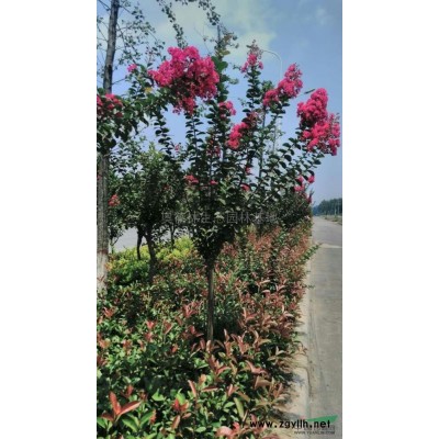 欒樹供應(yīng)/欒樹圖片