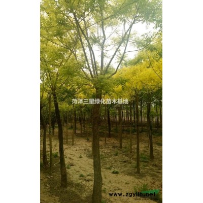 15公分北欒價格是多少錢，18公分北欒樹價格