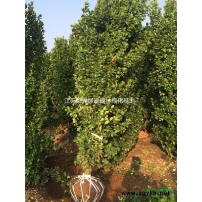 低價出售雪松1-10米高