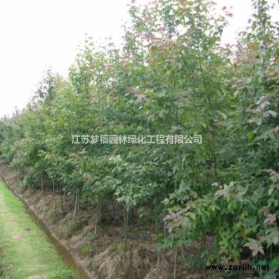 雪松6行情報價/雪松6圖片展示