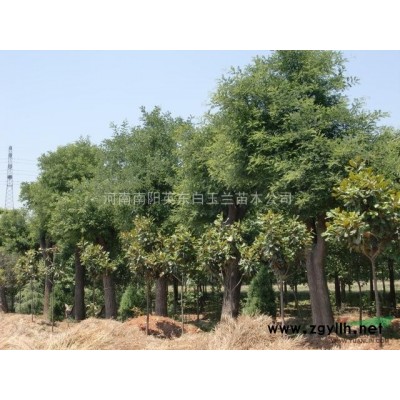 河南紅玉蘭  河南白玉蘭  河南欒樹(shù)  河南五角楓 河南黃櫨