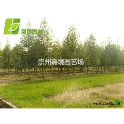 成都郫縣溫江崇州長期低價供應欒樹等喬灌木