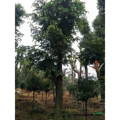 15公分全冠欒樹