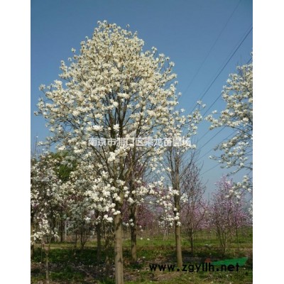 22公分雪松價格-25公分雪松基地行情產地直銷