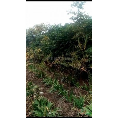 欒樹報價/安徽欒樹報價