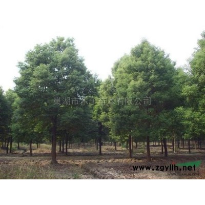 巢湖欒樹(shù)大量供應(yīng)\欒樹(shù)圖片展示