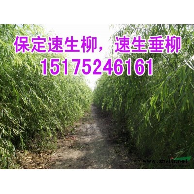 河北哪里有速生國(guó)槐小苗賣？