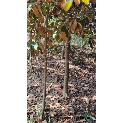 大量供應(yīng)雪松