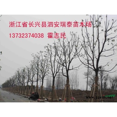 黃山欒樹（8-15公分）