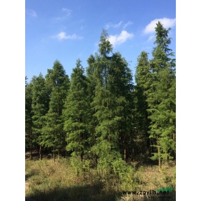 香樟、楓香、重陽木、黃山欒樹、大葉女貞、落羽杉、烏桕