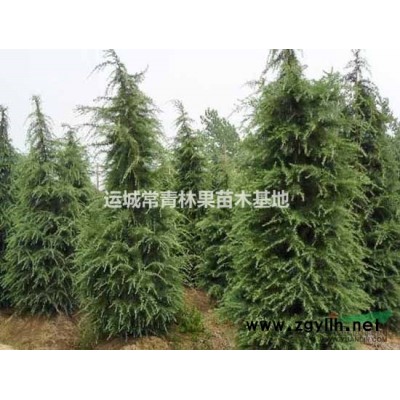 國槐、國槐種子、雪松、白皮松、塔松等