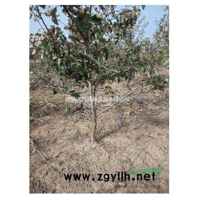 國槐價格山西5公分國槐多少錢一棵