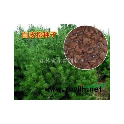 白皮松種子，皂角種子，柴胡種子，海棠種子，桂花種子，馬尾松等