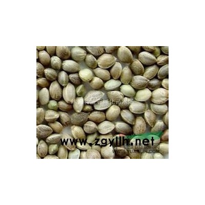 供應麻瘋樹種子，國槐種子，麥冬草種子，金雞菊種子