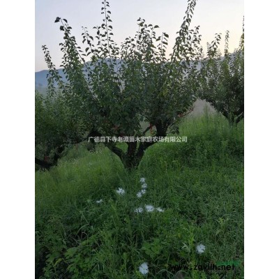 15、18公分黃山欒樹，12、15公分三角楓，15公分大葉女