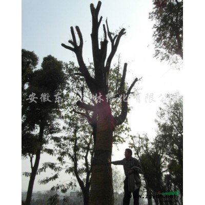 安徽國槐報價/安徽安徽國槐報價