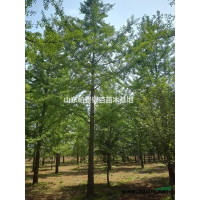 實(shí)生銀杏、白蠟、海棠、紫葉李、櫻花、欒樹、國槐