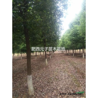 欒樹、重陽木。