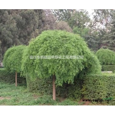 供應：塔柏、蜀檜、雪松、棕櫚、欒樹、垂柳、日本櫻花、含笑