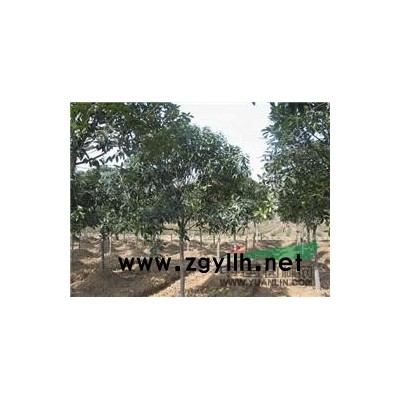 銀杏價格、國槐價格、香花槐價格、盤槐價格、龍爪槐價格、紅楓價