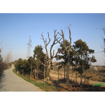 供應欒樹