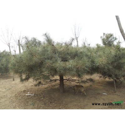 北京15-25公分國槐