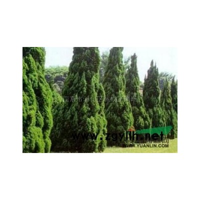 江蘇欒樹6哪里好/哪家便宜