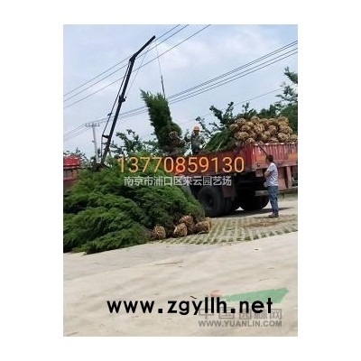 2022雪松*新報價，銷售主管價格