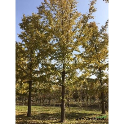 江蘇低價供應(yīng)1米至10米雪松，又名圣誕樹