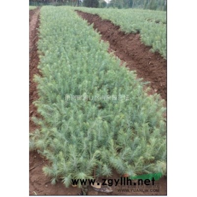 南京雪松，浦口區(qū)雪松基地6米雪松*新價格報價