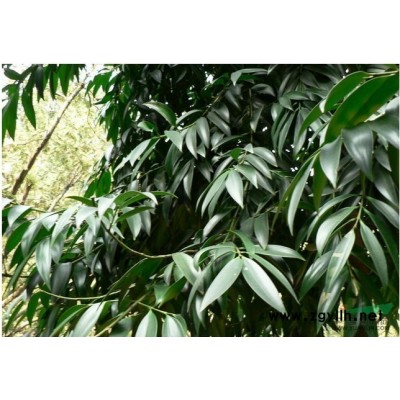 國(guó)槐行情報(bào)價(jià)\國(guó)槐圖片展示