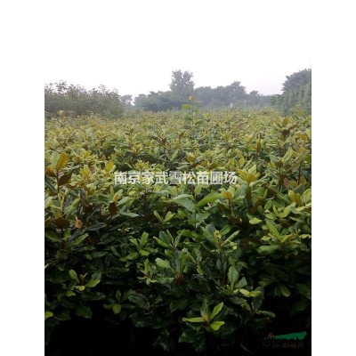 江蘇雪松報價 3米雪松價格