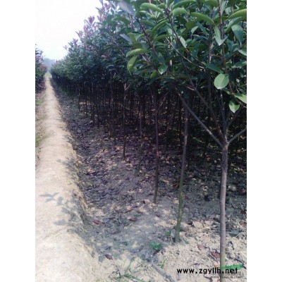 供應(yīng)大量廣玉蘭龍柏楠樹桂花雪松等各種綠化用苗