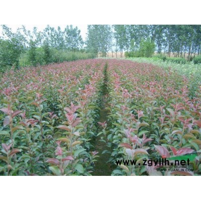 雪松圖片\雪松報價