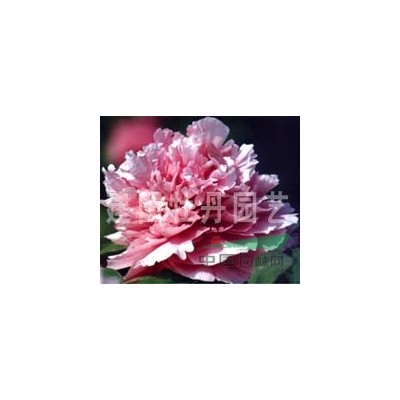 山東國槐、國槐價(jià)格、國槐供應(yīng)