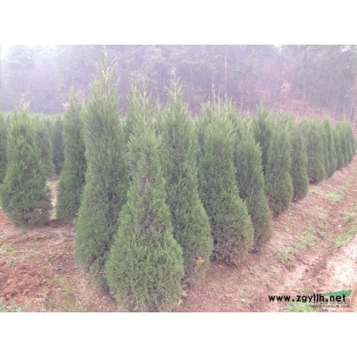 8--20公分欒樹供應