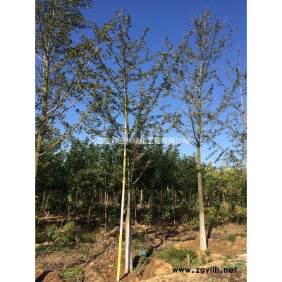 供應(yīng)13-20cm國槐