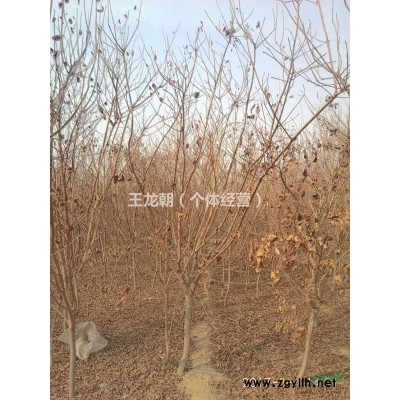 紅櫻木’，國槐，黃櫨，金葉榆桃樹山楂柳樹