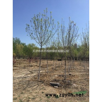 國槐，天津地區