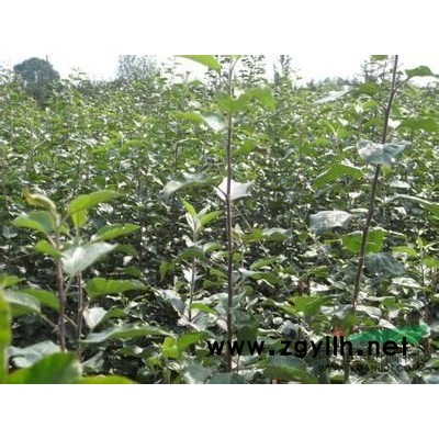 大量供應(yīng)國(guó)槐苗側(cè)柏苗白皮松刺槐苗紫穗槐油松