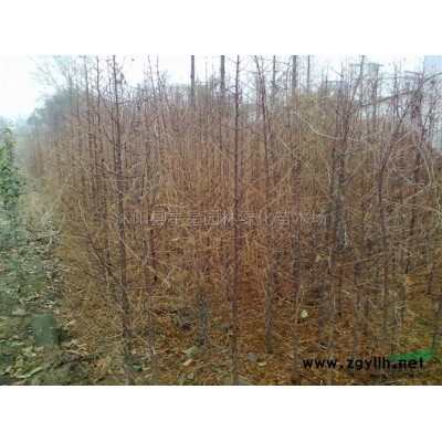 江蘇低價供應(yīng)優(yōu)質(zhì)白蠟，欒樹等園林行道樹。