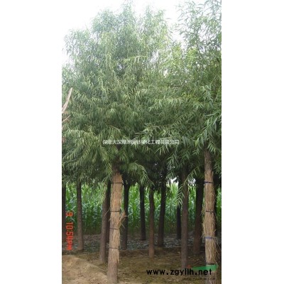 河北速生國槐，國槐樹苗，8公分國槐，國槐價格，量大有優(yōu)惠