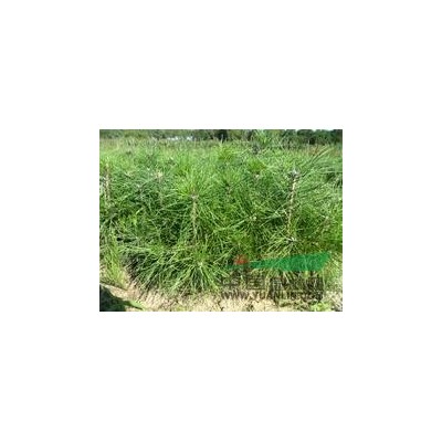 油松苗 白皮松 華山松