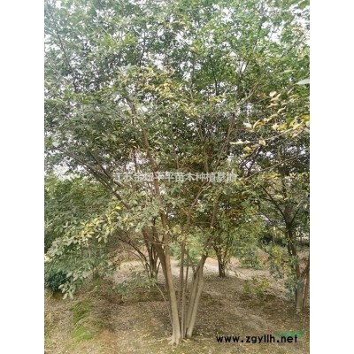 江蘇優(yōu)質(zhì)烏桕、櫸樹、樸樹、櫻花、玉蘭、欒樹、桂花低價出售